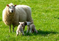 Damian Hinds: New Dogs Bill will at last tackle the scourge of sheep worrying