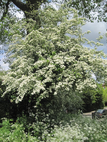 Last summer’s heat and our recent sub-zero temperatures should combine to create dazzling blossoms in the coming weeks, according to the Royal Horticultural Society