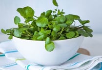 Watercress: The tough little leaf topping up UK’s salad bowl