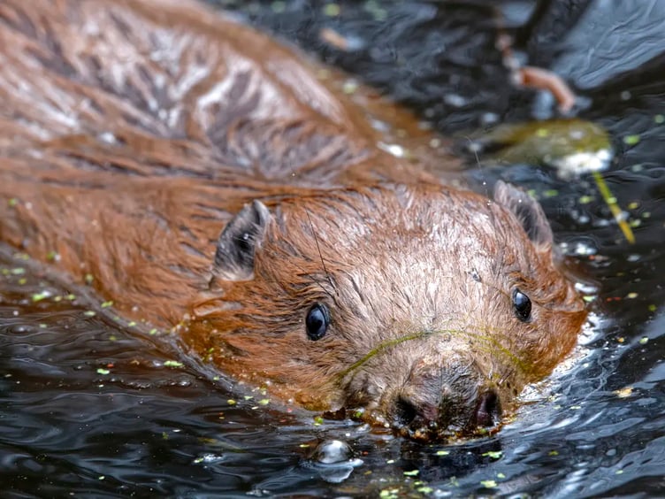 Two beavers – a male and a female – were released on the edge of the South Downs into a 37-acre fenced area in March last year.
PHOTO: NICK UPTON/NATIONAL TRUST