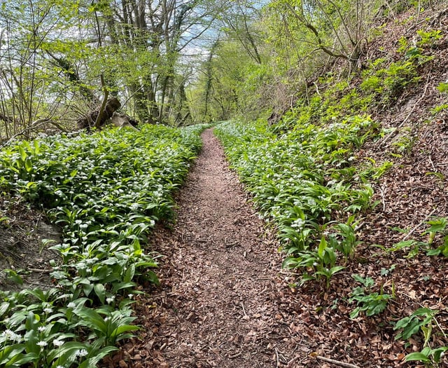 WALK ALTON: A walk leader's view