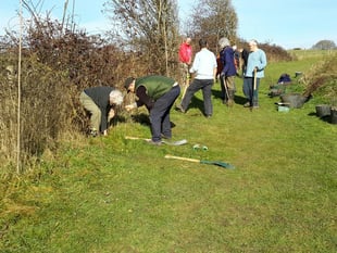 Two new hedgerows planted by Alton Climate Action Network volunteers