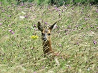 Vast herds of deer now roam the Hampshire/West Sussex borders