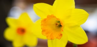 Celebrate the onset of spring at the Surrey Hills Spring Fair