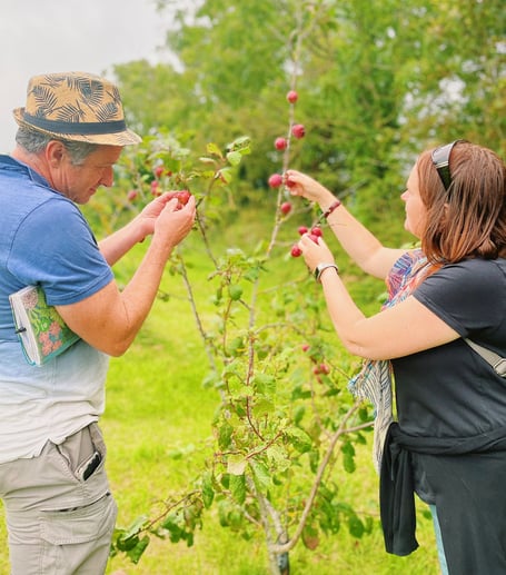 Look out for blossom on the Lion Green Orchard this spring