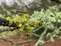 Almost extinct lichen found growing at Petersfield Heath