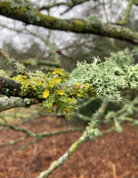 An easily-overlooked organism teloschistes chrysopthalamus has been discovered growing at Petersfield Heath, despite fears it was close to extinction in the British Isles