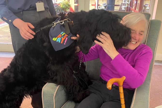 Giant schnauzer Rex gives care home resident Brenda Austin a big kiss hello during his first birthday party at Shannon Court in Hindhead. Rex, whose owner is the deputy home manager at Shannon Court, is a regular visitor to the care home and was spoilt rotten on his big day.