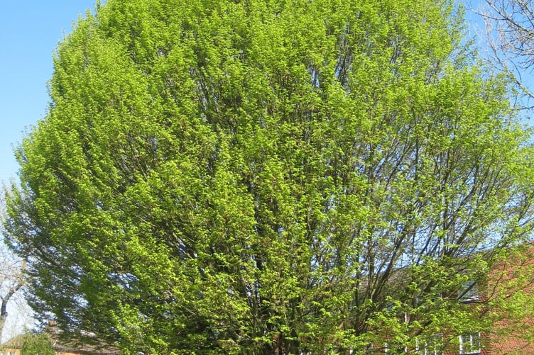 A hornbeam in Haslemere Town Meadow