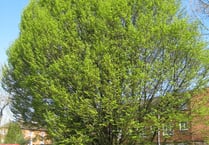 Transition Haslemere: Help us look after Haslemere’s beautiful trees