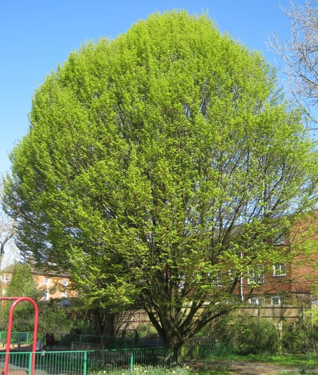 A hornbeam in Haslemere Town Meadow