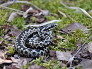 Heath Watch: Reptiles are waking up, so be careful where you step