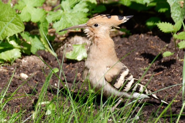 A hoopoe coup for Alton: Rare bird sightings cause a flap