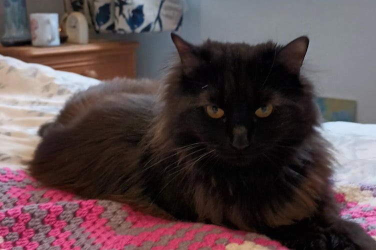 Bella has shrugged off the amputation and is showing no ill effects of her ordeal