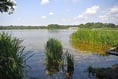 'Pollution incident' at Frensham Great Pond prompts swimming warning