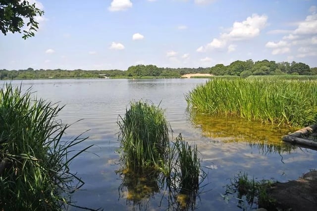 Man arrested after teenage girls 'flashed' at Frensham Great Pond