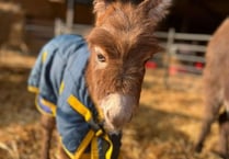 'Credible sighting' of missing donkey foal Moon in Farnham