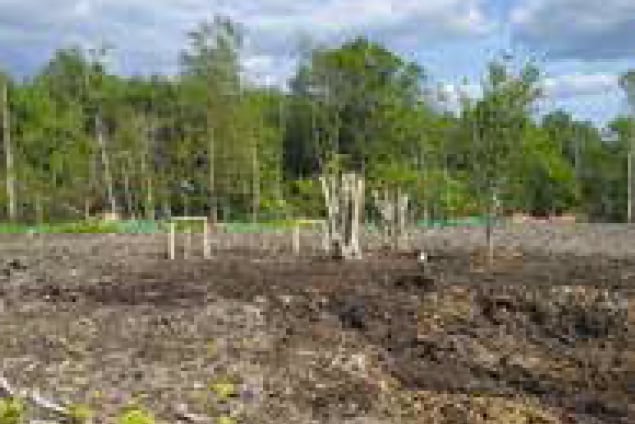 Trees being relocated from Havant Thicket Reservoir site, May 2023.