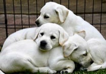 Puppy parents required for assistance dogs of the future 