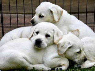 Puppy parents required for assistance dogs of the future 