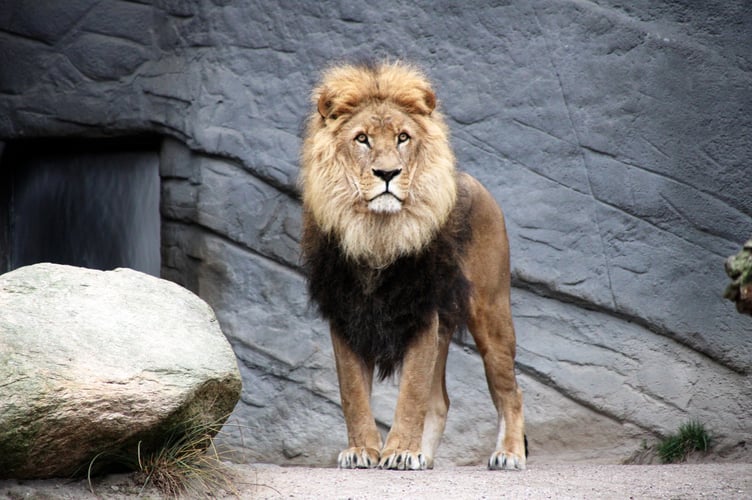 The lion is believed to have been on its way to a private collector in Petersfield when it escaped from a train at Clapham Junction