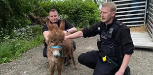 Missing donkey foal Moon is found and reunited with mum
