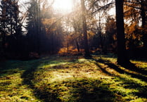 Cleanse your soul in a 'sound bath' at Alice Holt Forest this summer