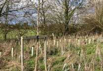 Tree warden asks people to help look after nature in Alton area