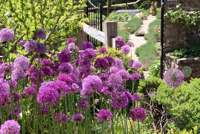Gallery: Hidden Gardens of Grayshott photo contest winners announced