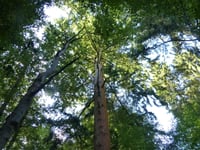 Get your trainers ready for Haslemere's eighth Walking Festival