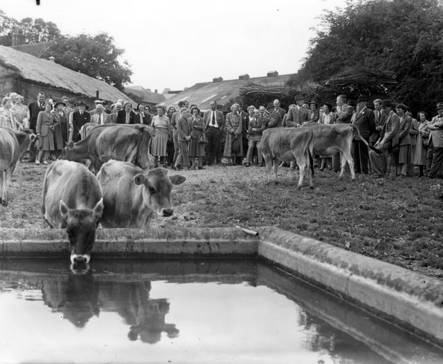 From the Archive: An audience gathers for Bentley’s Jerseys in 1951