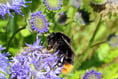 EHDC leader: New laws can help us enhance wildlife through planning