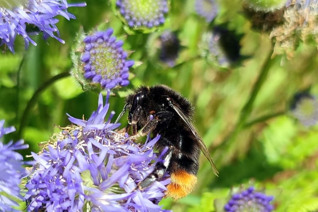 EHDC leader: New laws can help us enhance wildlife through planning