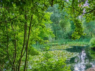 Haslemere Museum gardens open to all this summer