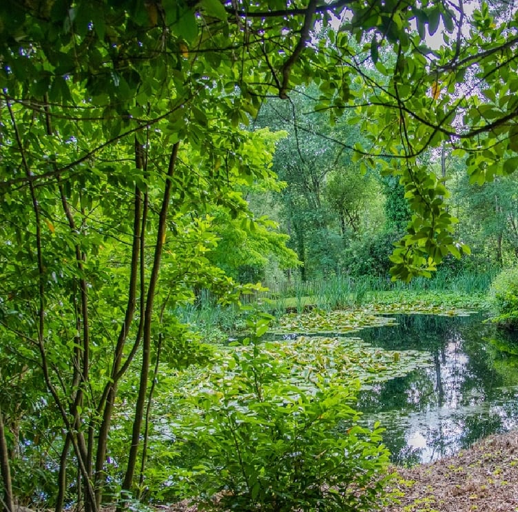 Haslemere Museum Garden