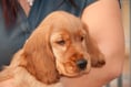 Trio of alleged dog snatchers in court accused of stealing puppies