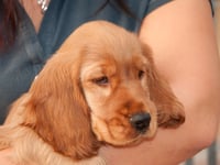 Trio of alleged dog snatchers in court accused of stealing puppies