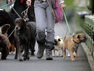  More dog bite wounds treated in Hampshire, Southampton and the Isle of Wight