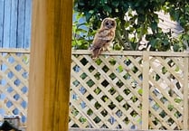 Bentworth couple paid a visit by tawny owl