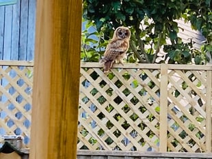Bentworth couple paid a visit by tawny owl