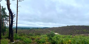 Video: £400,000 project will reconnect vast area of precious heathland