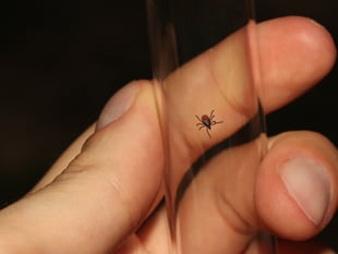 Opinion: Woeful record on Lyme disease shows NHS must heed evidence