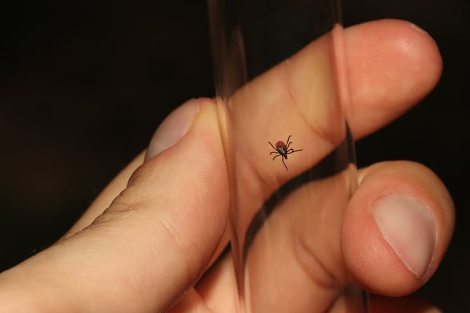 An adult castor bean tick (Ixodes ricinus) caught in a glass vial