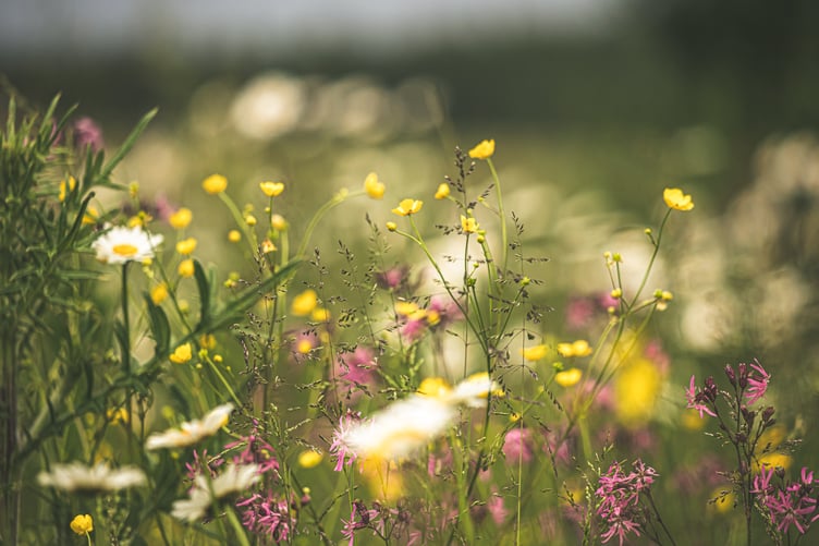 Meadows must be mown twice a year to maintain them as meadows – but are being neglected in East Hampshire, says the Green Party