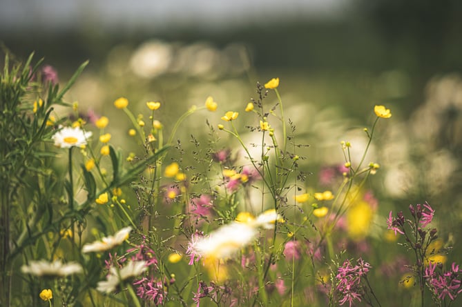 Meadows must be mown twice a year to maintain them as meadows – but are being neglected in East Hampshire, says the Green Party