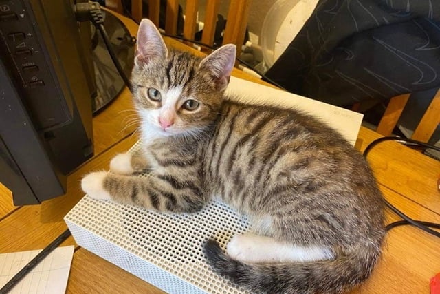 Slow down says Petersfield mum after losing two cats in a fortnight