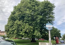 Axe may be looming over historic Sheet tree