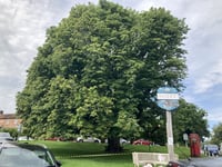 Axe may be looming over historic Sheet tree