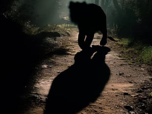 Big cats in the Surrey Hills - fur-fetched or genuine?