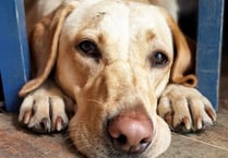 Jeremy Hunt and hound Poppy take the lead in Dog of the Year race